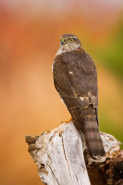 Gavilán euroasiático sentado en muñón en otoño naturaleza. — Foto de Stock