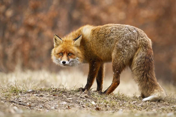 Smygande röd räv smyger på äng i höst natur. — Stockfoto