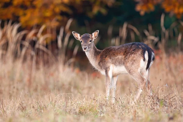 Petite jachère debout sur la prairie au coucher du soleil d'automne. — Photo