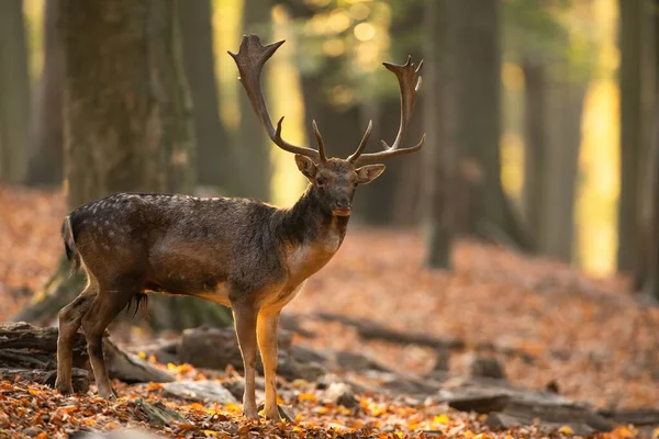 Majestätisk dovhjort stående i skog i höst natur. — Stockfoto