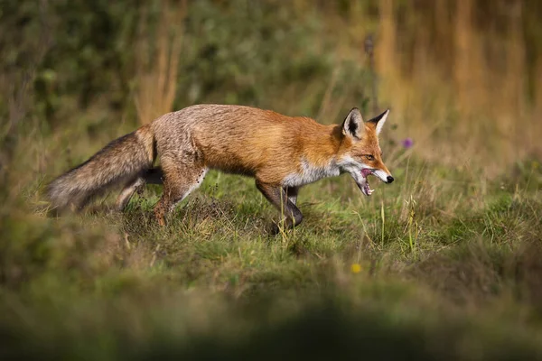 Hungry red fox walking on meadow in autumn nature. — Stock Photo, Image