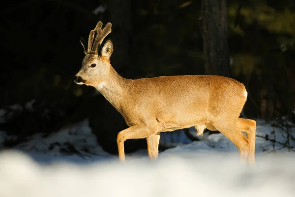 Roe jeleń buck spacery po śnieżnym lesie w zimie charakter. — Zdjęcie stockowe