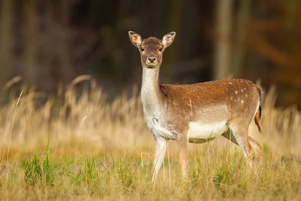 Alerte jachère cerf derrière la caméra sur un pré avec forêt en arrière-plan — Photo