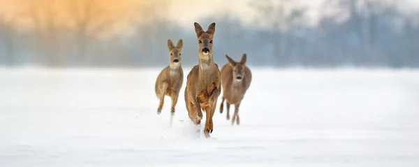 Grupo de cervos ovinos correndo para a frente através de neve profunda no inverno. — Fotografia de Stock
