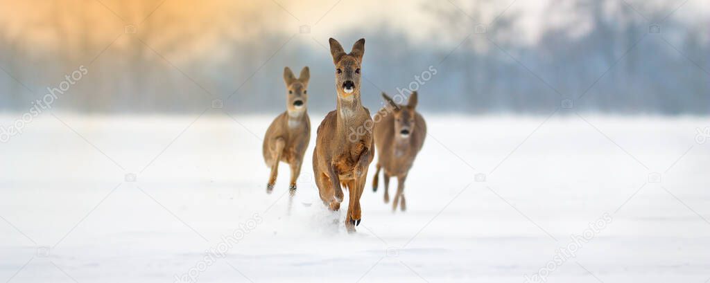 Group of roe deer running forward through deep snow in winter.