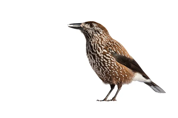 Cascanueces manchado de pie en la naturaleza aislado sobre fondo blanco. — Foto de Stock