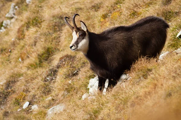 Tatra chamois ยืนอยู่บนทุ่งหญ้าในภูเขาฤดูใบไม้ร่วง . — ภาพถ่ายสต็อก