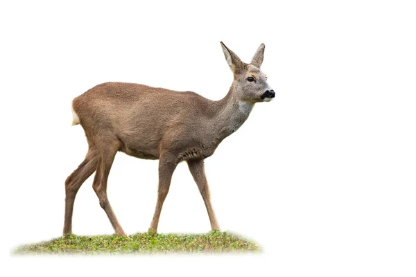 Rådjur doe stående på gräs isolerad på vit bakgrund. — Stockfoto