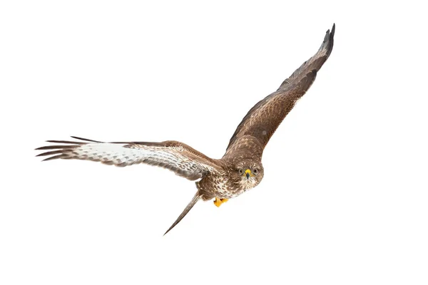 Mäusebussard fliegt isoliert durch die Luft auf weißem Hintergrund. — Stockfoto