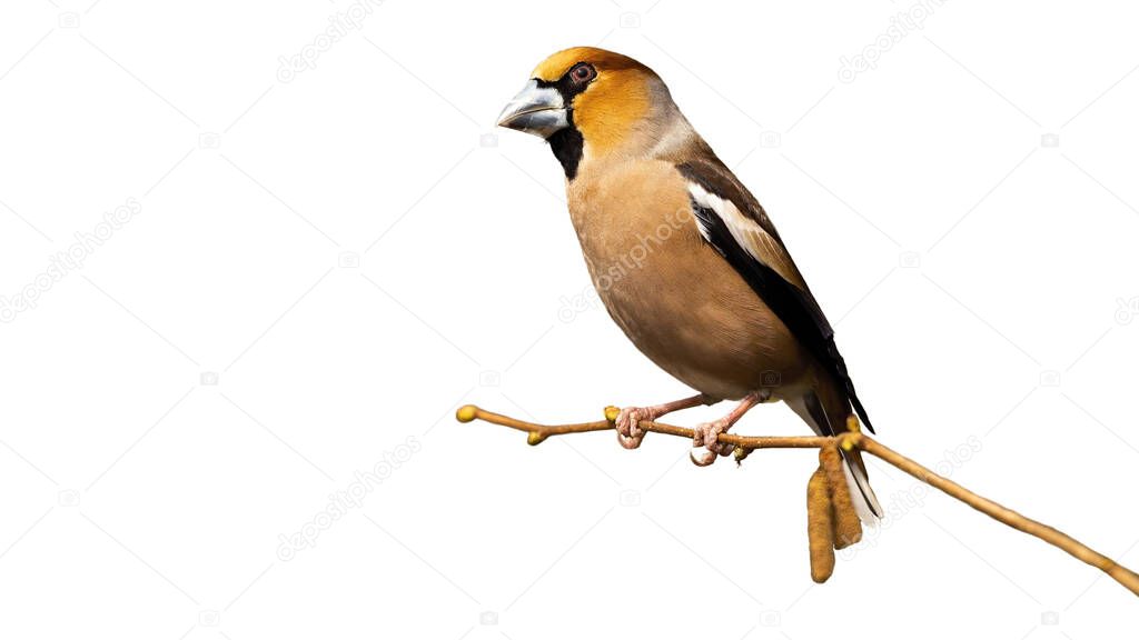 Male hawfinch sitting on branch isolated on white background.