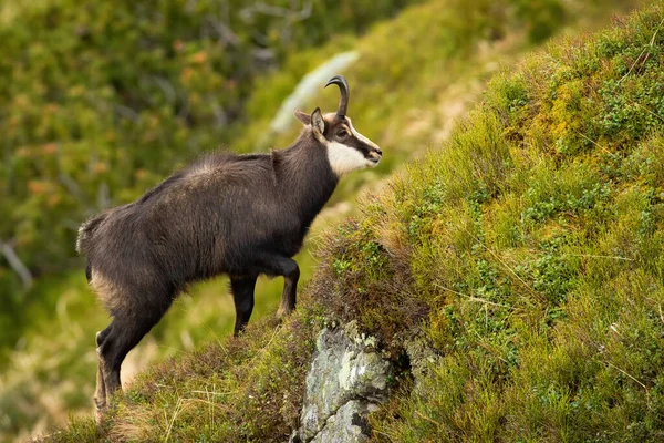 Tatra güveci yaz mevsiminde dağlarda dik yamaçlara tırmanıyor.. — Stok fotoğraf