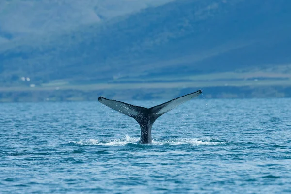 Humpback velryba potápění v moři v létě Island. Stock Fotografie