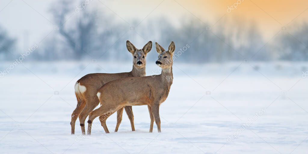 Two young roe deer standing on snow in wintertime with copy space.