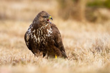 Sonbaharda tarlada vahşi bir akbaba çığlığı..