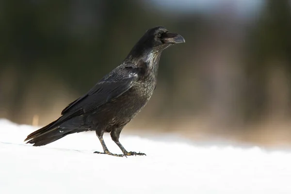 Corvo comum em pé na neve na natureza invernal. — Fotografia de Stock