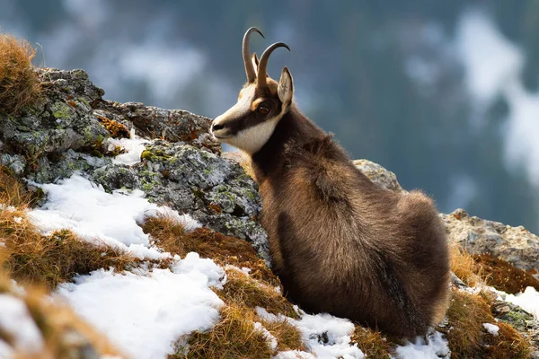 Tatra Chamois yaciendo en las montañas en invierno. —  Fotos de Stock