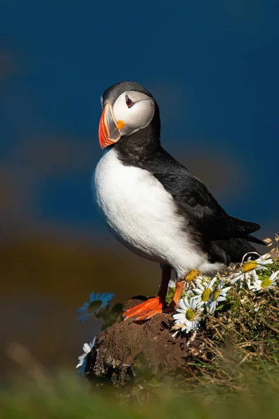 Atlantic puffin standing on cliff in summertime. — Stock Photo, Image