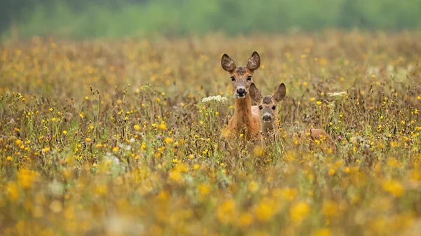 Dva jeleni jikry stojící v květinách v létě. — Stock fotografie