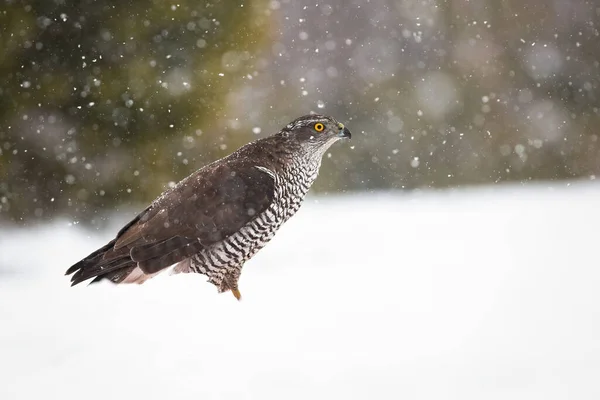 Habicht sitzt im Winter auf Schnee in der Natur. — Stockfoto