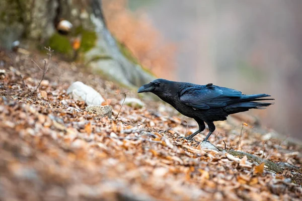 Темний загальний ворон, що стоїть у листках восени природи . — стокове фото