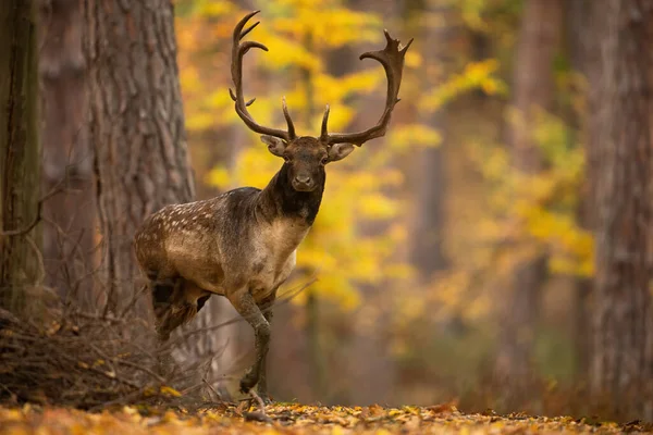 Sonbaharda ağacın arkasından görkemli bir geyik geyiği çıkar.. — Stok fotoğraf