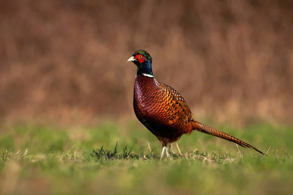 Orgulhoso comum faisão galo de pé no campo na natureza. — Fotografia de Stock