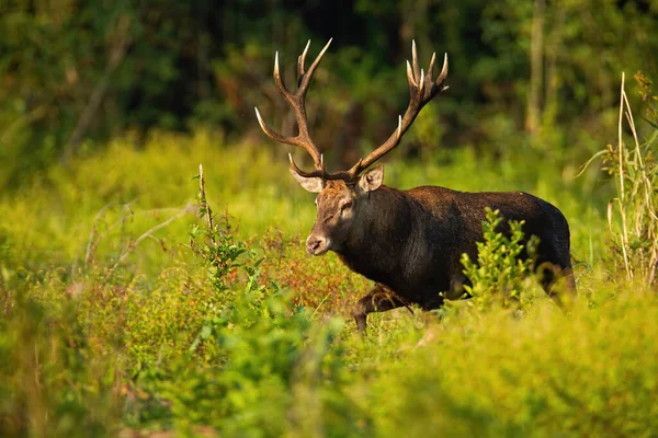 夏の自然の中で茂みを歩く雄大な赤い鹿のスタッグ. — ストック写真