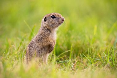 Avrupa yer sincabı yazın tarlada duruyor.