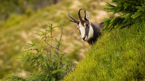 Tatra chamois peeking out of hill in summer nature. — Stock Photo, Image