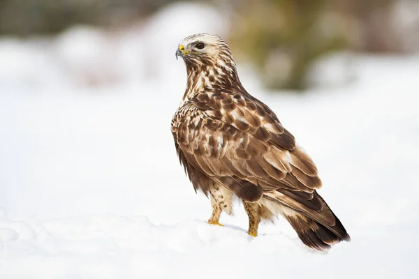 Våldsamma vanliga vråk sitter på snö i vinter natur. — Stockfoto