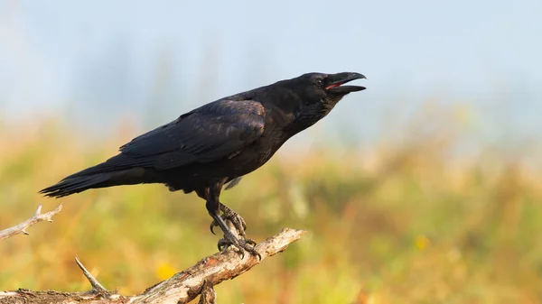 Cuervo común llamando a la rama en la naturaleza de otoño. — Foto de Stock