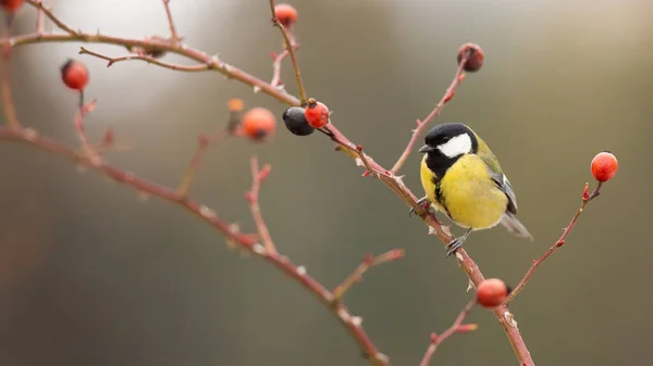 Great tit sitting on rosehip in autumn nature. — стоковое фото