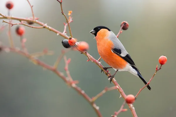 Male eurasian bullfinch sitting on rosehip in autumn. — Stock Photo, Image