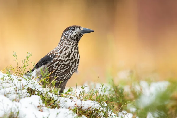 Kleiner gefleckter Nussknacker steht im Winter auf Gras. — Stockfoto