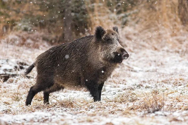 Wild boar walking on meadow during the snowing. — Stock Photo, Image