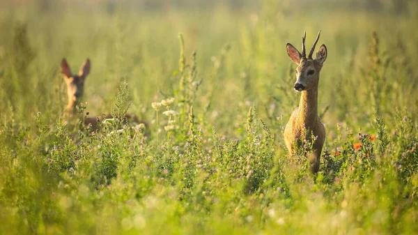 Dois veados ovinos em pé em flores silvestres na natureza de verão. — Fotografia de Stock