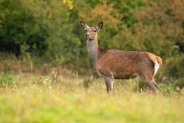 Alerta veado vermelho atrás olhando om prado no outono natureza. — Fotografia de Stock