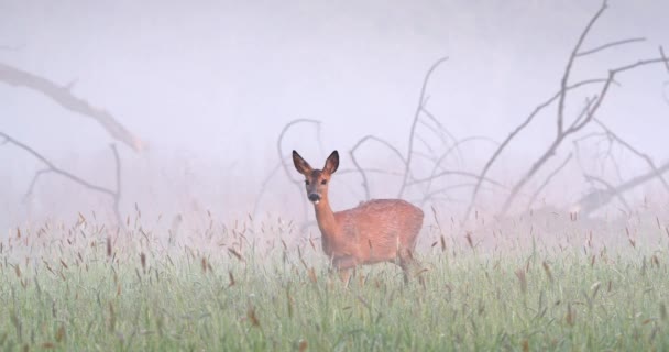 Roe cervo corça andando pela natureza manhã nebulosa. — Vídeo de Stock