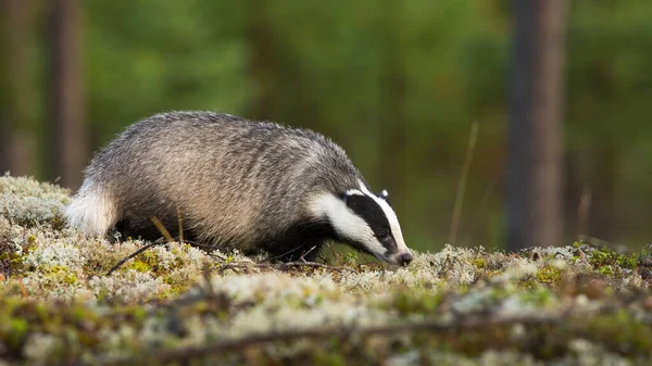 European badger sniffing on moss in summertime nature. — Stock Photo, Image