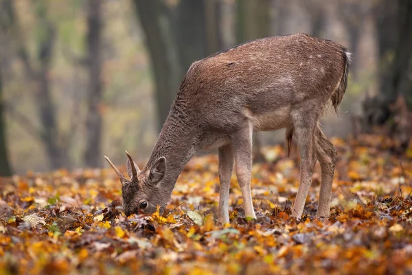 Unga dovhjortar som föder i skogen på hösten. — Stockfoto