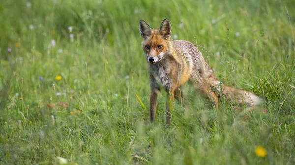 Rotfuchs steht auf Blumenwiese in sommerlicher Natur. — Stockfoto