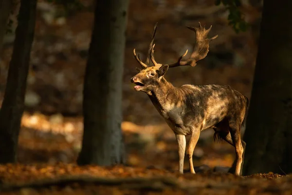 Stark dovhjort som ryter i skogen på hösten. — Stockfoto