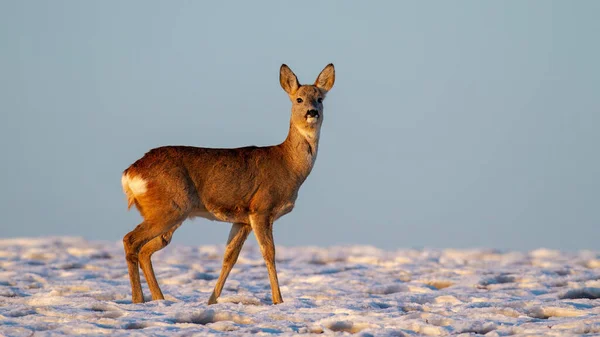 Roe jelen doe stojící na louce v zimě přírody. — Stock fotografie