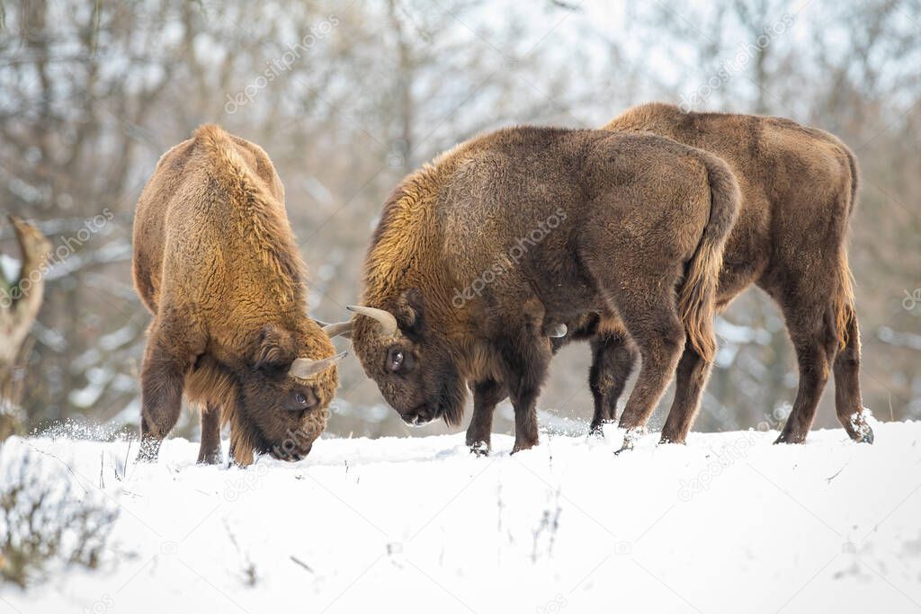 Two european bison fighting in forest in winter.
