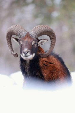 Mouflon koçu kışın karlı çayırlara bakıyor..