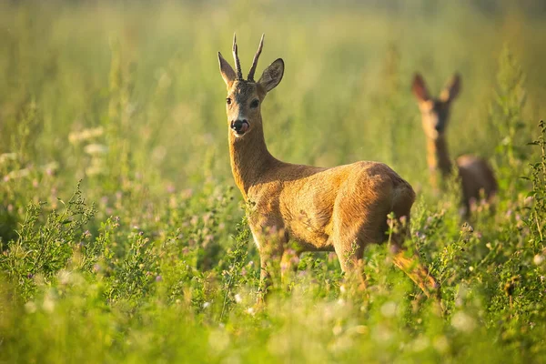 Two roe deer standing on meadow in summertime nature. — Stock Photo, Image