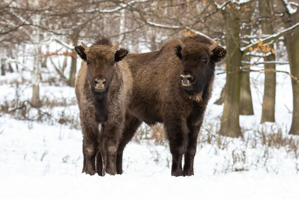 Doi bizoni europeni stând în pădure iarna . — Fotografie, imagine de stoc