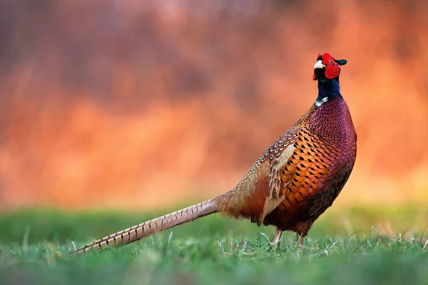 Faisán común de pie en el prado en la naturaleza de otoño. —  Fotos de Stock