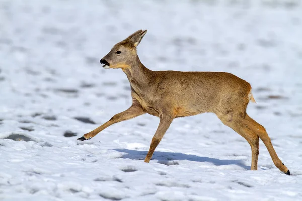 Ciervo corzo corriendo en el prado en la naturaleza invernal. — Foto de Stock