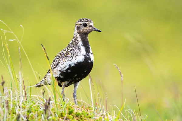 Europese goudplevier staat in de zomer op weide. — Stockfoto